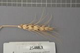 Click for 1 image(s) for this accession. Spike